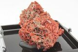 Bright Orange Crocoite Crystal Cluster - Tasmania #206929-1